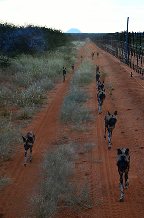 African Wild Dogs Namibia