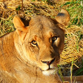 Lioness at Erindi Private Game Reserve