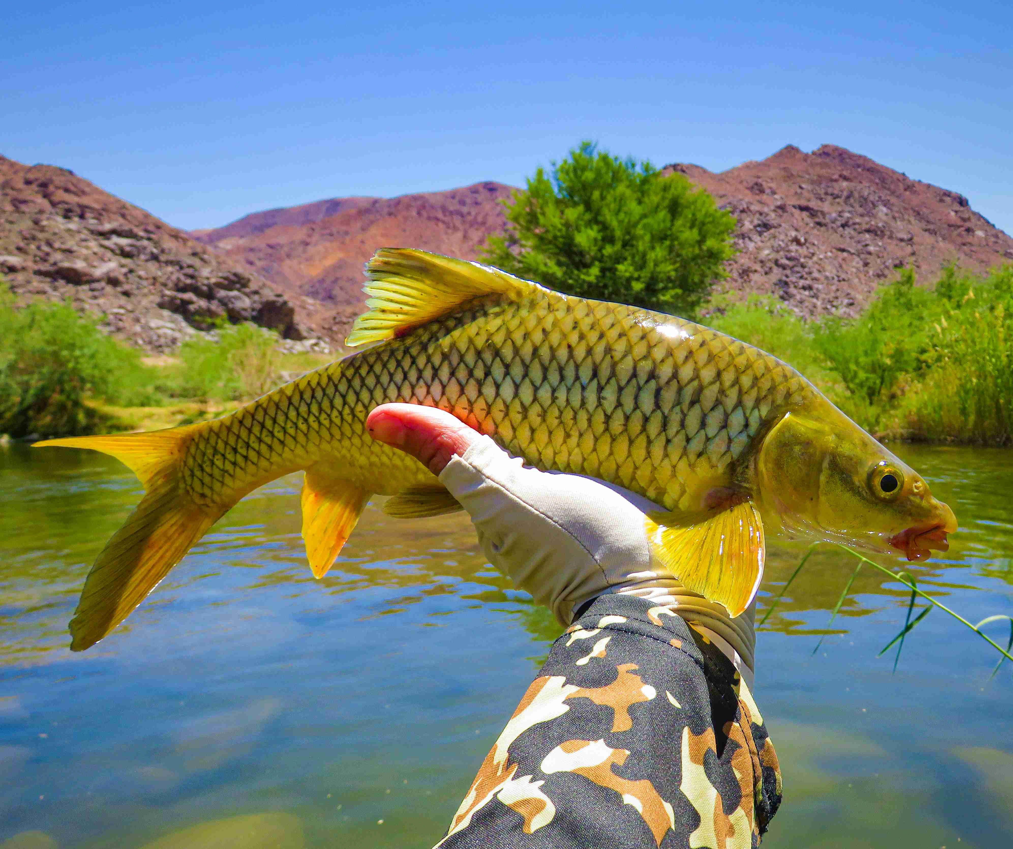 Hunting Yellowfish on the Orange River – Leatherfoot